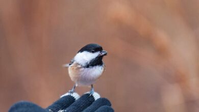 Wings of Wellness: Bird Health Uncovered