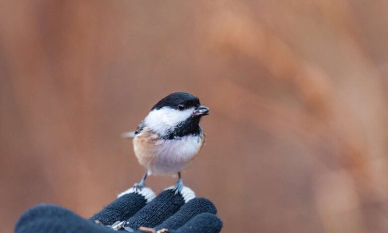 Wings of Wellness: Bird Health Uncovered