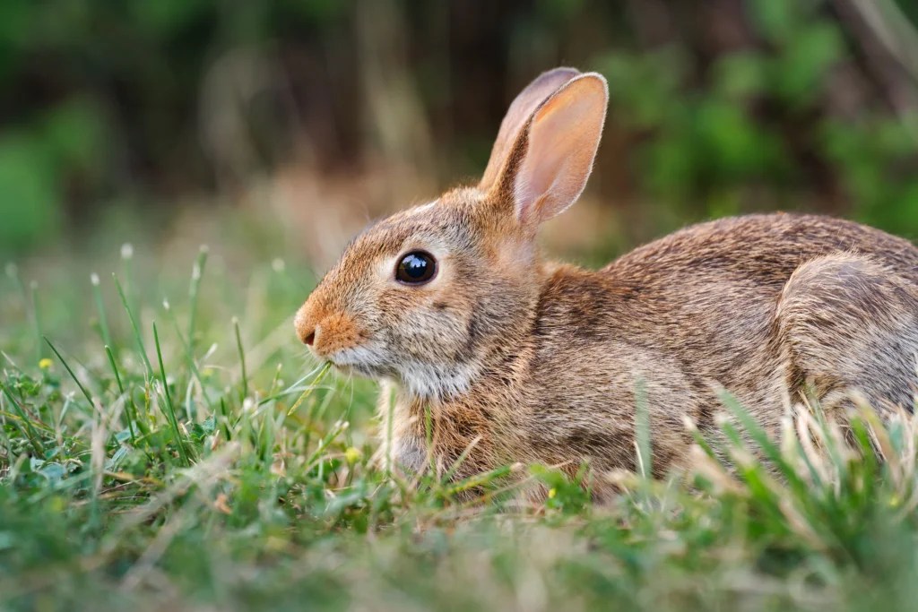How to Tell If a Rabbit Is Sick: GI Stasis, Pain & Emergency Symptoms