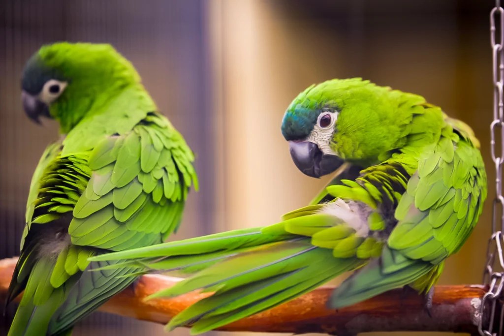 How to Breed Pet Birds at Home Successfully: Complete Guide