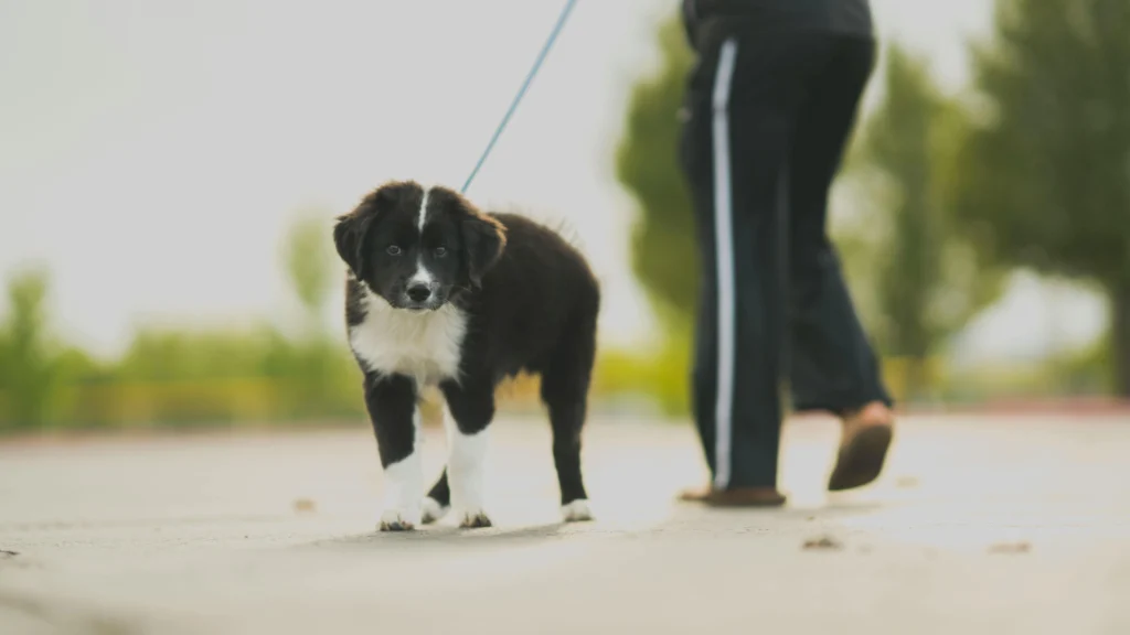 Dog House Training: Say Goodbye to Accidents