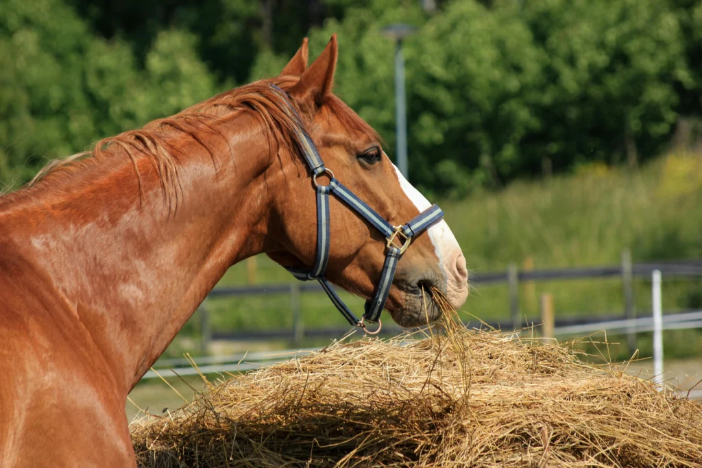 Equine Performance Nutrition: Complete Fueling Guide 2026