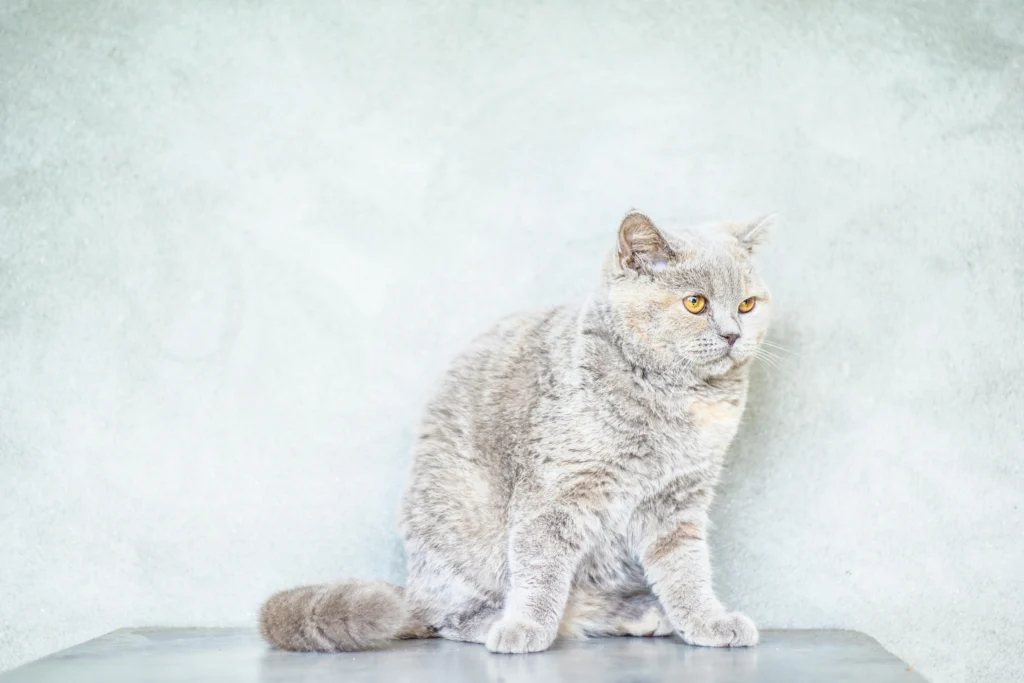 Maintaining a Healthy Cat Coat: Cat Diet and Nutrition Tips