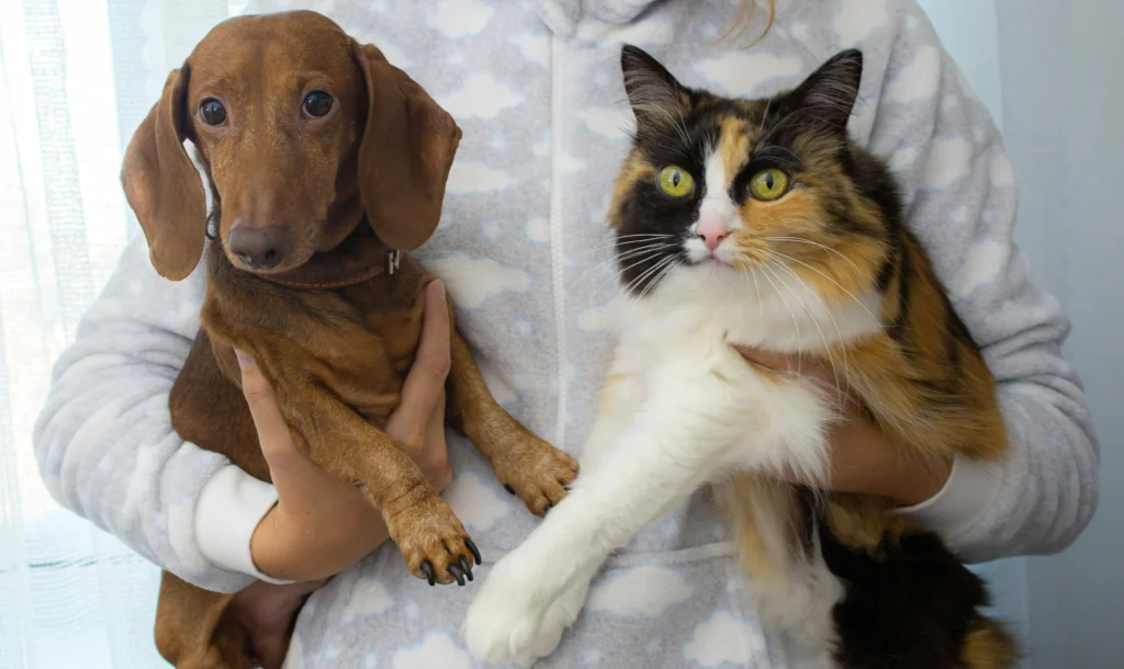 How to Train a Dog to Leave the Cat Alone: The Complete Multi-Pet Harmony Guide 2026