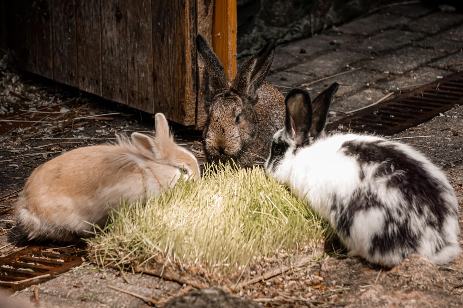 How Much Hay Should a Rabbit Eat Daily? Complete Food Guide How Much Hay Should a Rabbit Eat Daily? Complete Food Guide