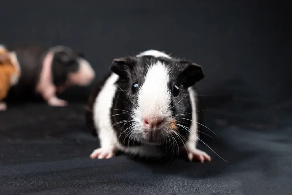 How to Get a Scared Guinea Pig to Trust You: Easy Steps