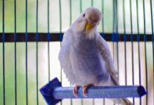 Setting Up a Bird Cage: Comprehensive Guide for Beginners