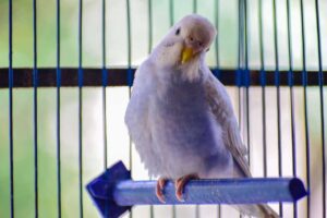 How to Set Up a Bird Cage Step by Step (Safety Checklist)