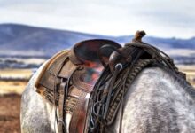 How to Choose a Horse Saddle: A Comprehensive Guide to Finding the Perfect Fit