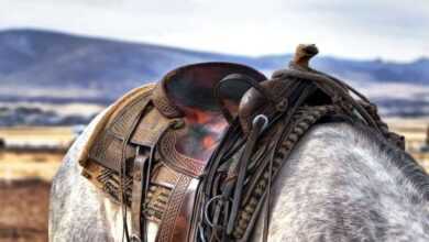 How to Choose a Horse Saddle: A Comprehensive Guide to Finding the Perfect Fit
