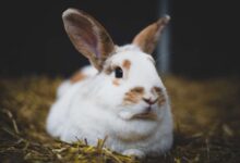 The Art of Litter Training for Your Beloved Rabbit