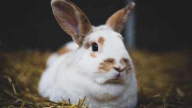 The Art of Litter Training for Your Beloved Rabbit