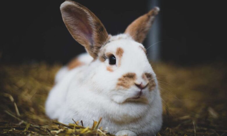 The Art of Litter Training for Your Beloved Rabbit