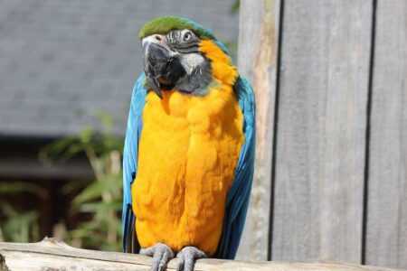 How to Groom a Pet Bird at Home Safely: 2026 Guide How to Groom a Pet Bird at Home Safely: 2026 Guide