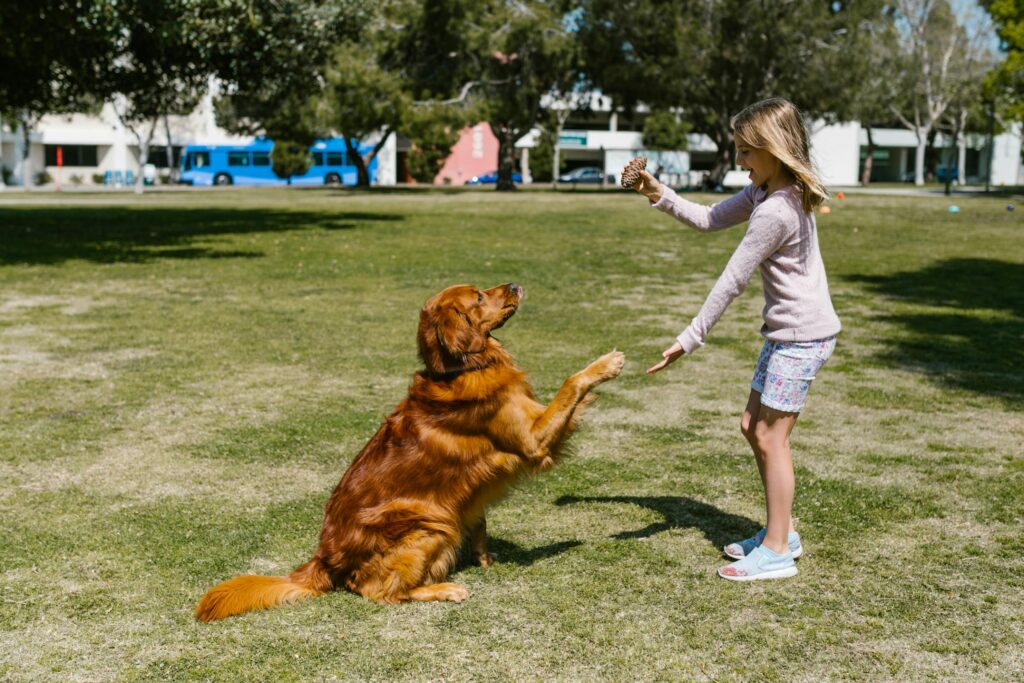 Advanced Dog Training: Beyond Basic Commands
