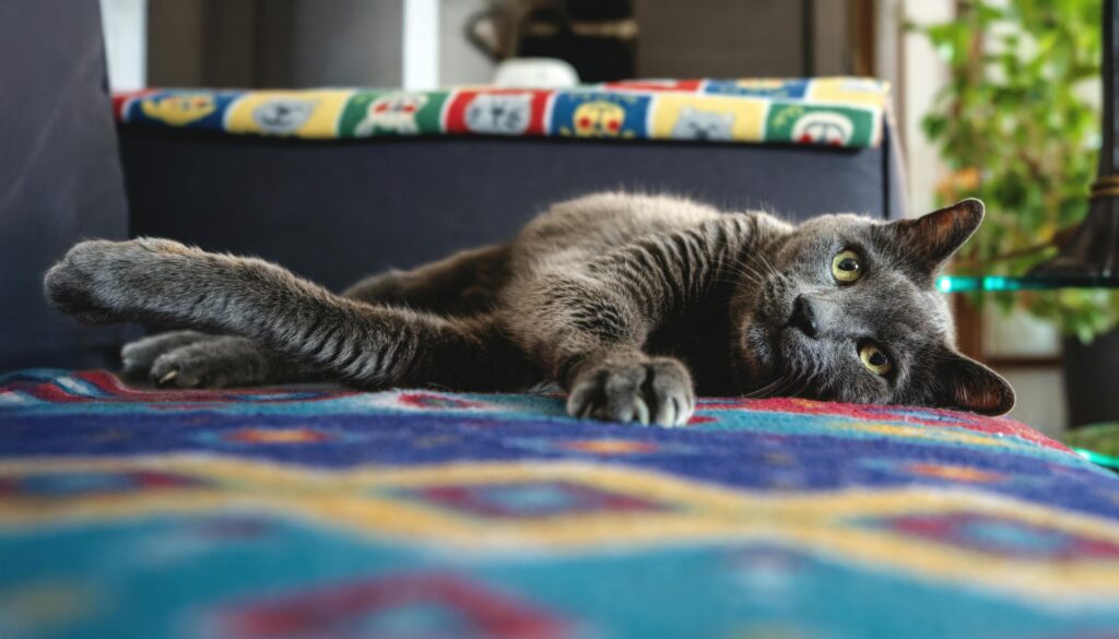 Non Toxic Cleaning Products for Cats: The Complete Cat-Safe Home Cleaning Guide