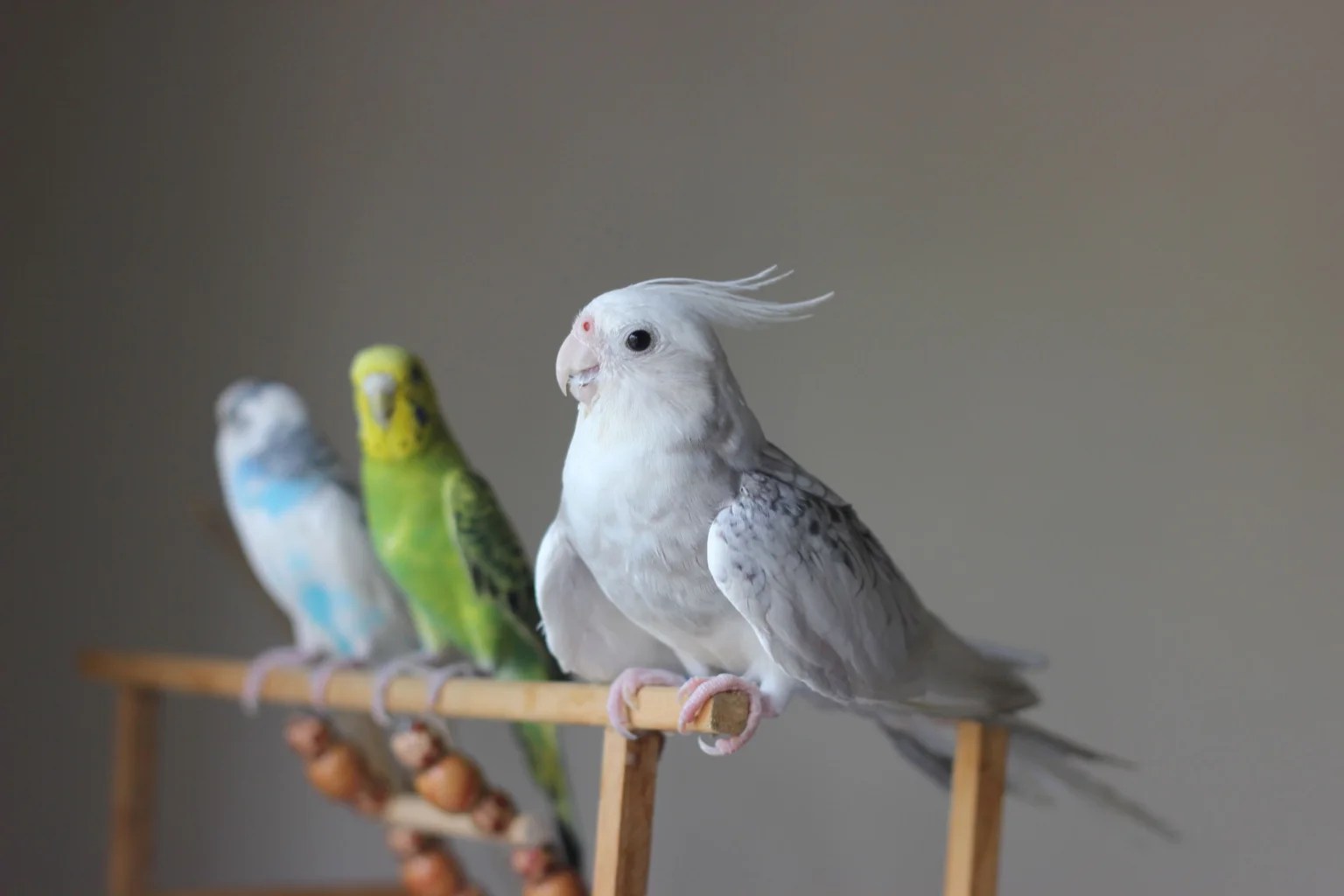 How to Tell If a Pet Bird Is Sick: Emergency Symptoms and Warning Signs How to Tell If a Pet Bird Is Sick: Emergency Symptoms and Warning Signs