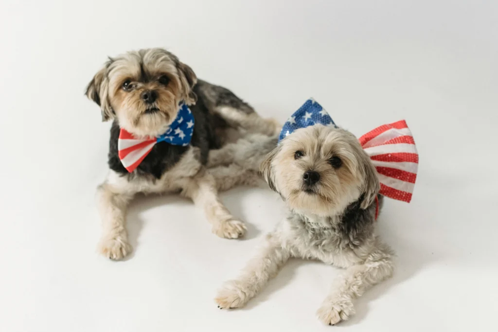 Stylish Dog Accessories: The Complete Guide From Bowties to Bandanas