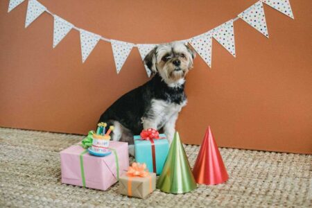 Dog Birthday Party Ideas: How to Throw an Epic Dog Birthday Bash