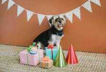 Pet Party Planning