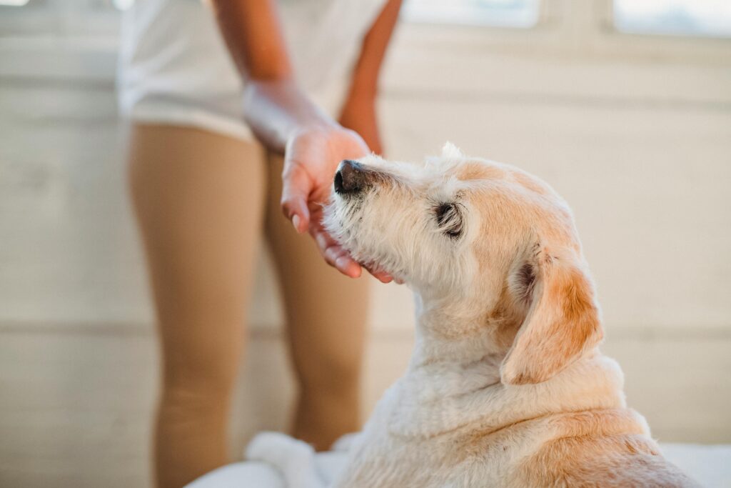 Benefits of Therapy Dogs: How Animal Companions Heal, Support, and Transform Lives