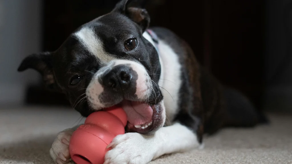 How to Stop Destructive Dog Behavior: The Complete Guide to Barking, Chewing, Jumping, and More