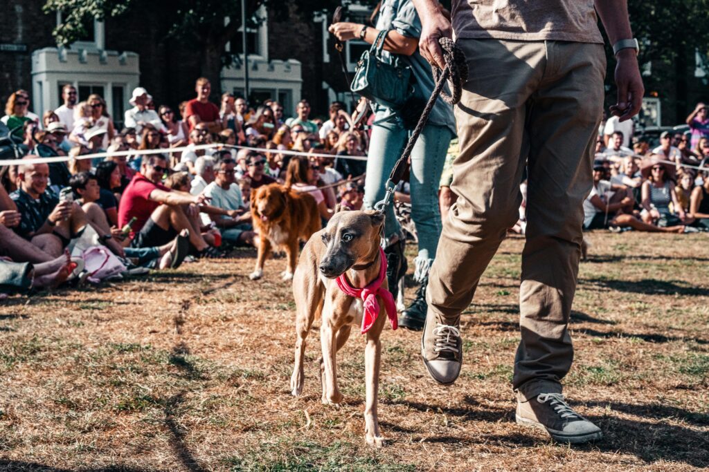 Dog Friendly Events: Festivals, Walks, and Pet Expos