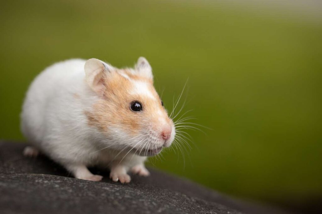 How to Tame a Skittish Hamster Step by Step (Easy Method) How to Tame a Hamster: A Complete Guide to Building Trust and Affection