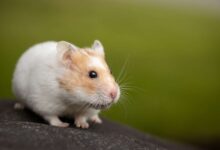 How to Tame a Hamster: A Complete Guide to Building Trust and Affection