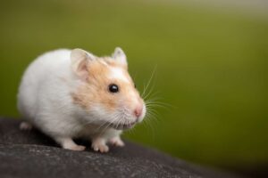 How to Tame a Skittish Hamster Step by Step (Easy Method) How to Tame a Hamster: A Complete Guide to Building Trust and Affection