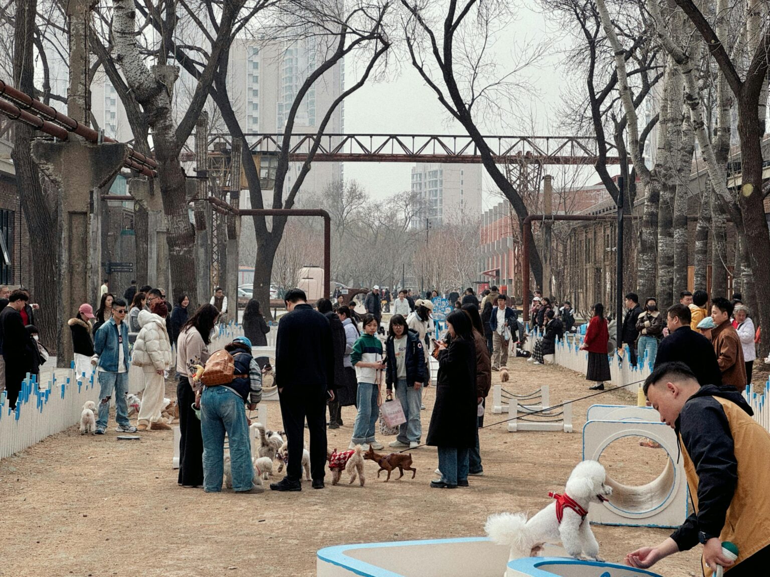 Dog Friendly Events: Festivals, Walks, and Pet Expos