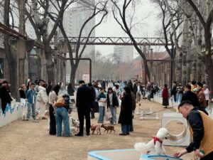 Dog Friendly Events: Festivals, Walks, and Pet Expos
