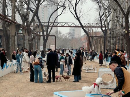 Dog Friendly Events: Festivals, Walks, and Pet Expos