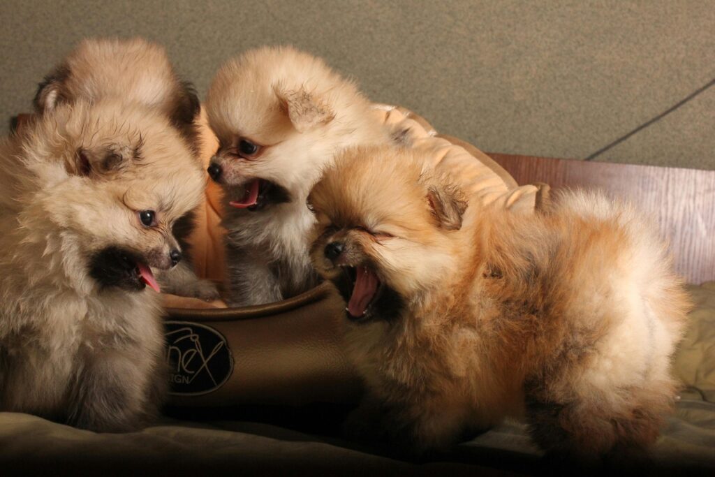 Puppy Socialization: Building Confidence and Friendships