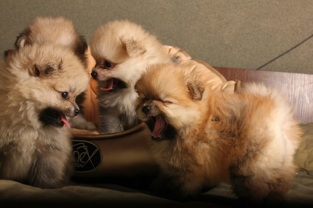 Puppy Socialization: Building Confidence and Friendships