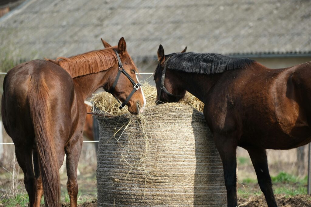 Equine Performance Nutrition: Complete Fueling Guide 2026