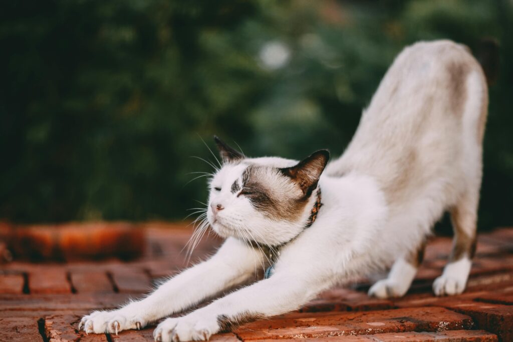 Cat Yoga Benefits: Finding Balance With Your Four-Legged Friend