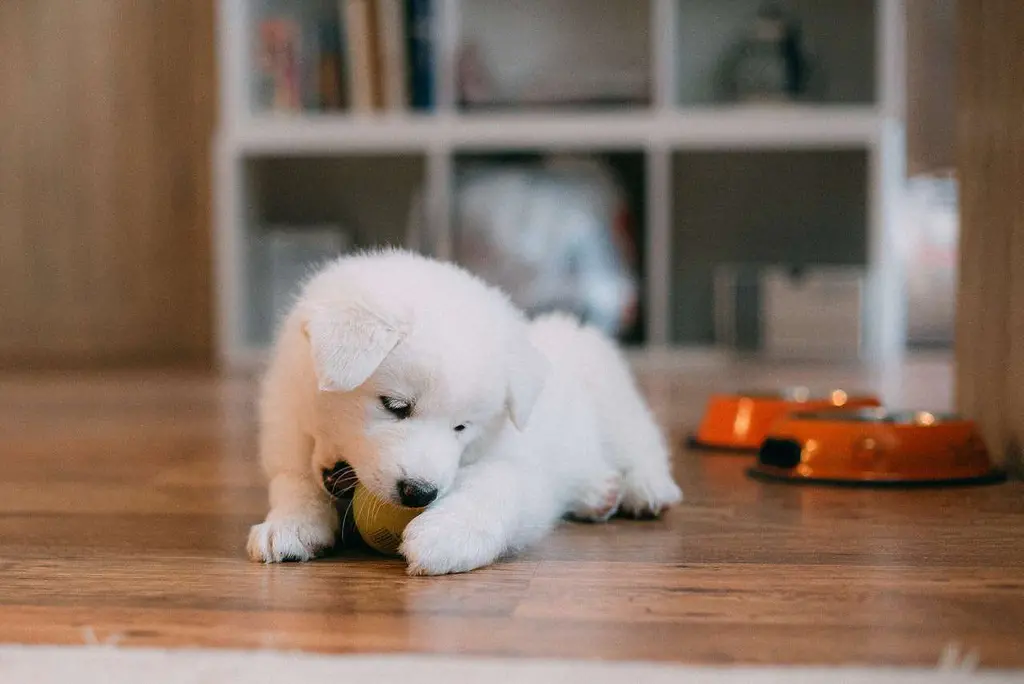 Puppy Bite Inhibition Training: The Complete Guide to Teaching Gentle Play and Stopping the Bite