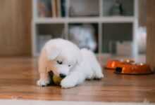 Puppy Biting and Mouthing: A Guide to Teaching Gentle Play