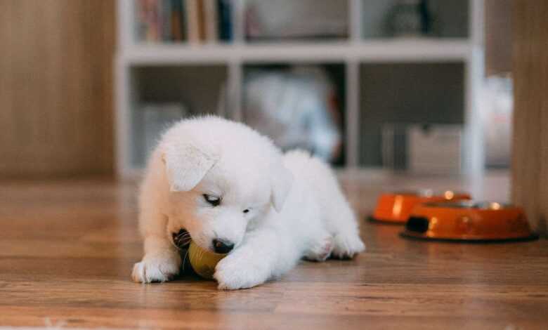 Puppy Biting and Mouthing: A Guide to Teaching Gentle Play