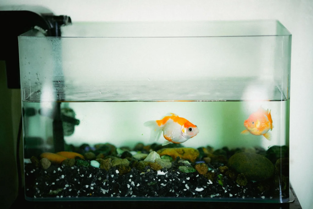 How to Breed Pet Fish at Home: A Comprehensive Guide