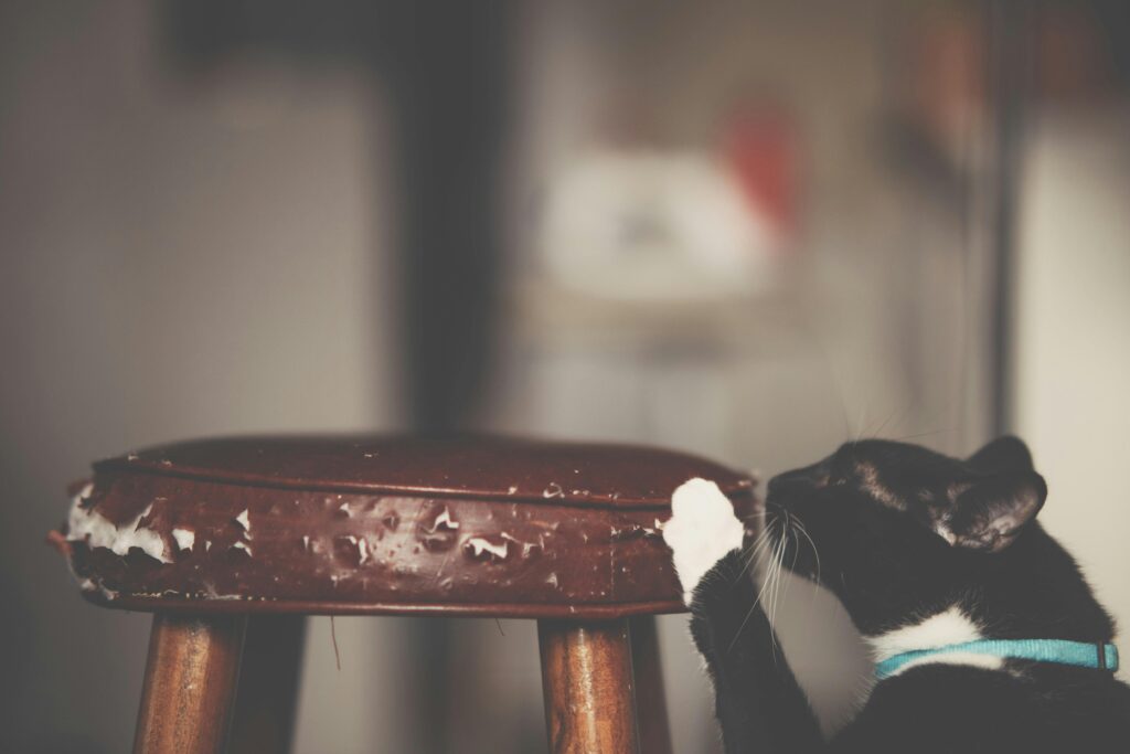How to Stop Cats from Scratching Furniture: Complete Guide 2026