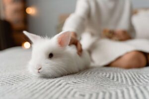 How to Introduce a Rabbit to a Dog Safely: A Step-by-Step 2026 Guide How to Introduce a Rabbit to a Dog Safely: A Step-by-Step 2026 Guide