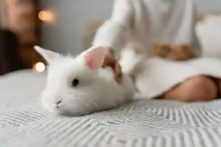 How to Introduce a Rabbit to a Dog Safely: A Step-by-Step 2026 Guide How to Introduce a Rabbit to a Dog Safely: A Step-by-Step 2026 Guide