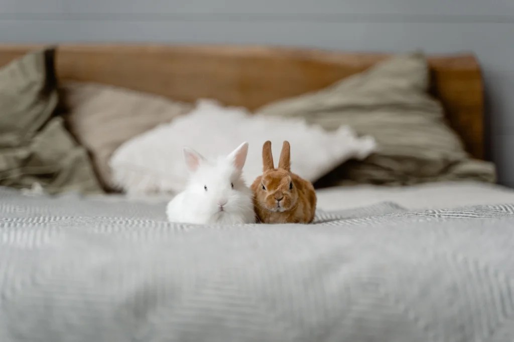 How to Choose the Right Pet for Your Lifestyle: Best Pet Types