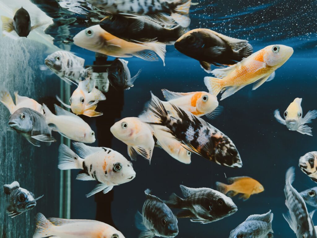 Easiest Fish to Keep Alive for Beginners (Top 11 Species)