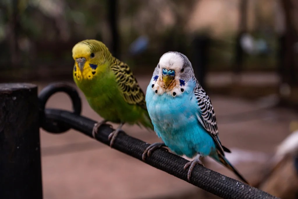How to Transition a Bird from Seeds to Pellets: Easy Steps