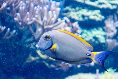 How to Keep Your Pet Fish Healthy and Happy How to Keep Your Pet Fish Healthy and Happy