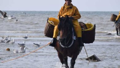 Horseback Fishing: Essential Tips and Techniques