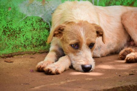 How to Desensitize a Fearful Dog: The Complete Guide to Counterconditioning, Desensitization, and Overcoming Fear and Phobias